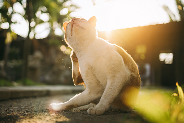 image for Seasonal Allergies in Dogs and Cats: Causes, Symptoms, and Relief